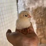 Masseria Mammella Aparthotel