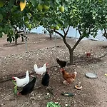 Aparthotel Masseria Mammella 4*