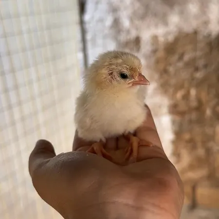 Masseria Mammella 아파트호텔